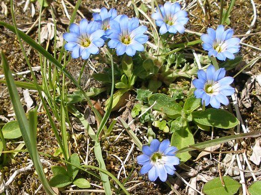Blue flower in Tibetan sunshine