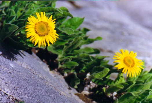 Flowers of Tibet