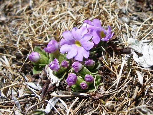 Purple flowers budding in Tibet