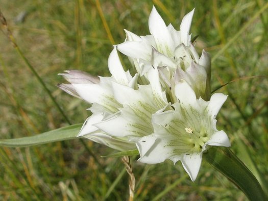 Wildflower on Tibetan mountainside