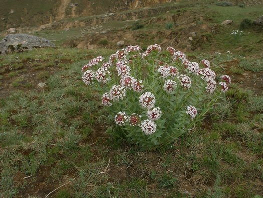 Tibet wildflower clump