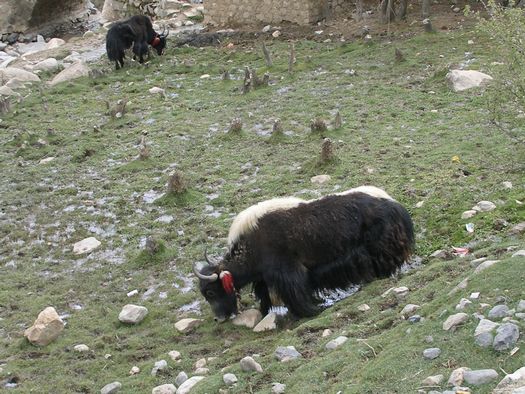 Black and white yak