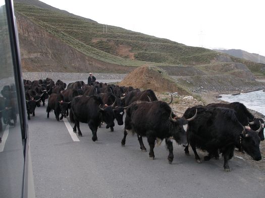 Tibet yaks on road