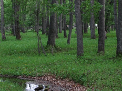 Lush Mongolian forest