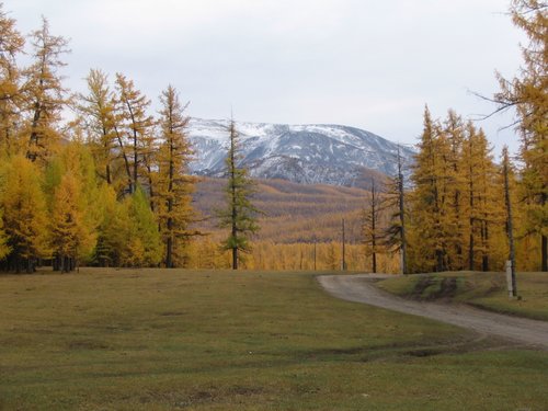 Mongolian forest near mountain