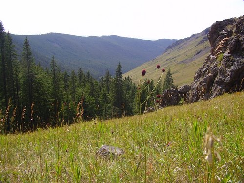 Mongolian meadow