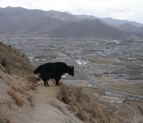 Yak above Lhasa